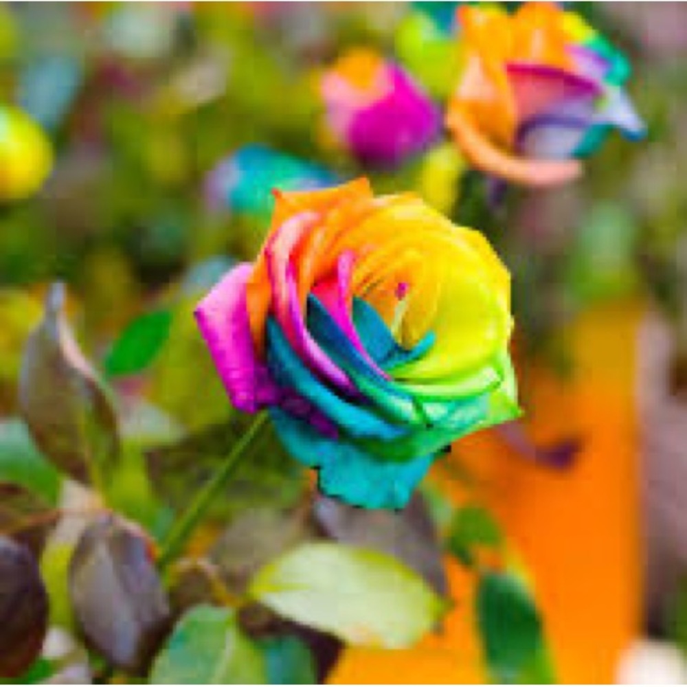 Rainbow roses - Picture 2 of 3
